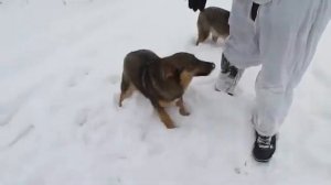 715 TEAM и собачки / 715 TEAM