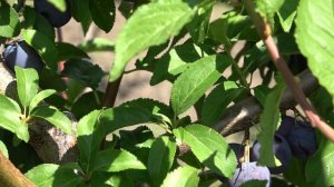 ОПЫЛИТЕЛЬ для диплоидных слив АБетти