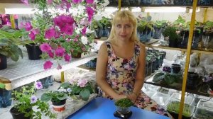 РОСТКИ БРОККОЛИ ! КАК ВЫРАСТИТЬ ДОМА ! СРЕДСТВО ОТ РАКА !