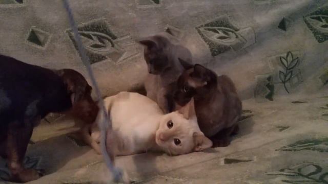 тонкинские котята и такса смотреть онлайн