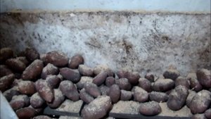 Опыт хранения овощей в опилках.Погреб//Сельское подворье на Урале//