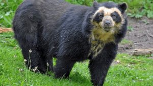 Звуки очкового медведя. Spectacled bear sounds