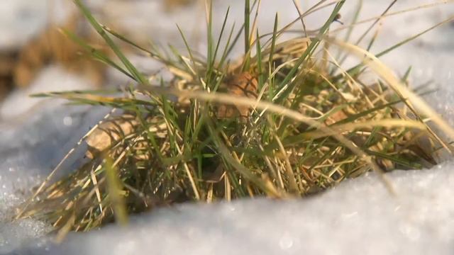 Скоро всё оживёт Дмитров Февраль 2020 смотреть онлайн