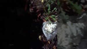 голодная кошка просит помощи