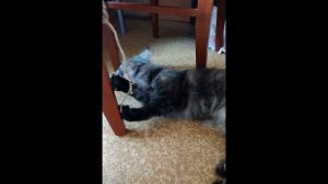 Кошка Мурашка . Гордиев узел.