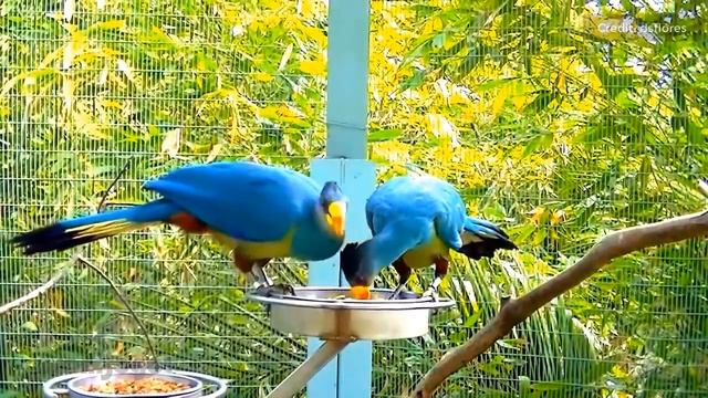 আফ্রিকার সবথেকে সুন্দর পাখি তুরাকো দেখুন | Most Beautiful Unique Exotic Bird In The World Turaco смотреть онлайн