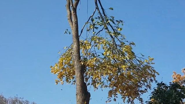 Спил ясеня в д. Нелазское. МойЛес35. смотреть онлайн