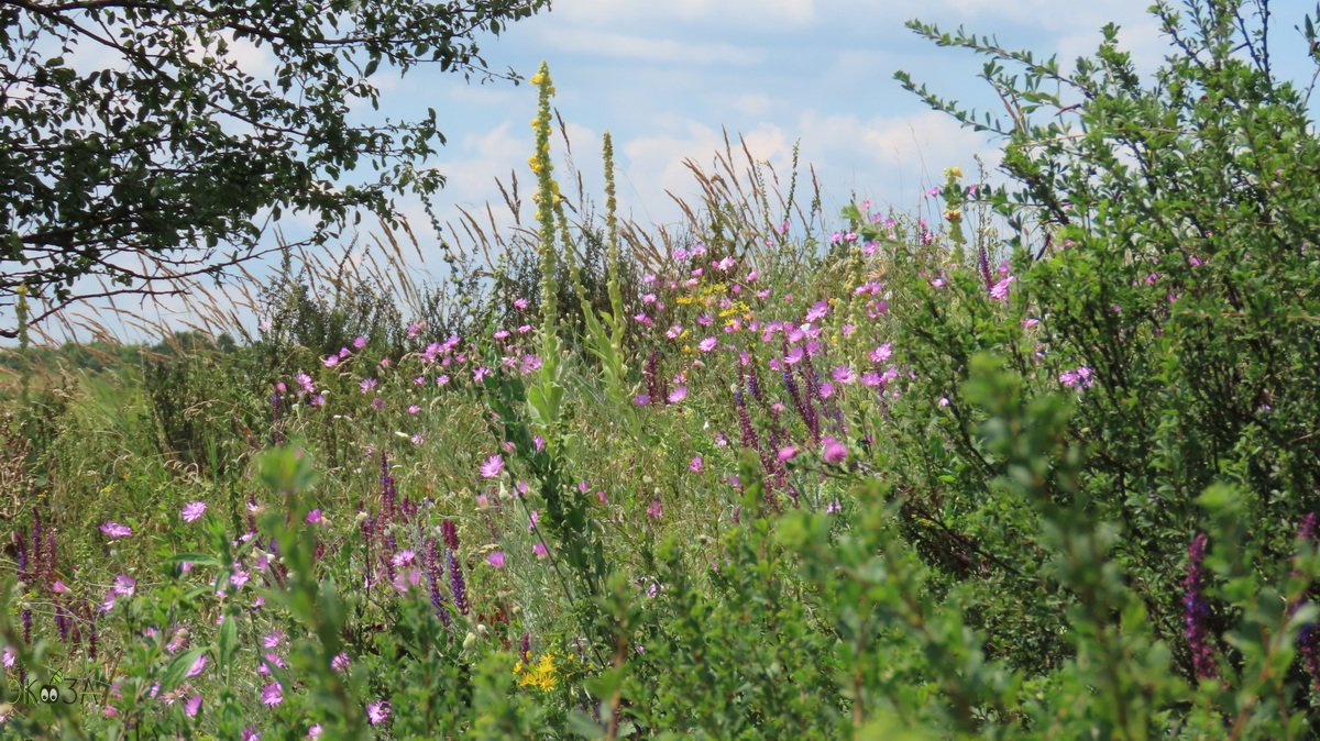 Царские свечи. Лиловый бессмертник. Склоны реки Полной