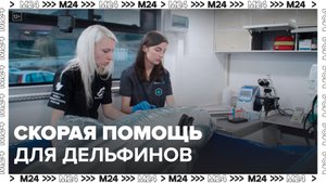 Скорая помощь для дельфинов появится в Краснодарском крае - Москва 24