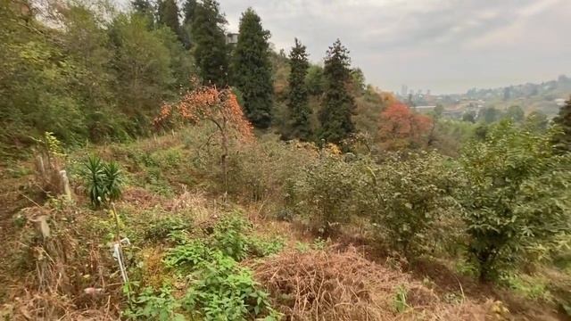 Не сельхозназначения земля продаётся 25$ за кв.м, вид на море и горы, 2 км. от Батуми.+995558997979 смотреть онлайн