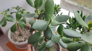 20.07.2022. Денежное дерево. Толстянка. Крассула. Прищипка. Самотек. Цитокининовая паста.