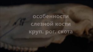 слёзная кость домашних животных