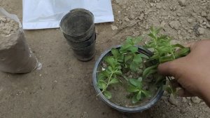 Stevia propagation by cuttings in Urdu/Hindi. Fast propagation technique.