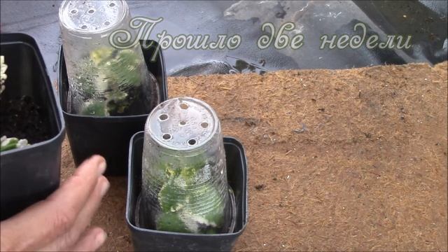 Мелисса.  Черенкование мелиссы двухцветной, ампельной. Плектрантус.