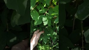 Родня "Волчьей ягоды" 2.07.23