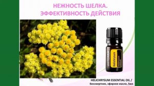 Бессмертник эфирное масло. Долголетие и молодость