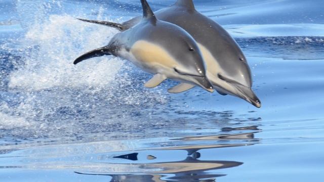 20 фактов о дельфинах смотреть онлайн