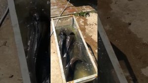 Африканский сом. Содержание в уличном  бассейне. Завершение эксперимента №3.