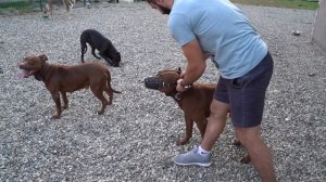 Примирение питбулей Спайка и Мусы часть 1