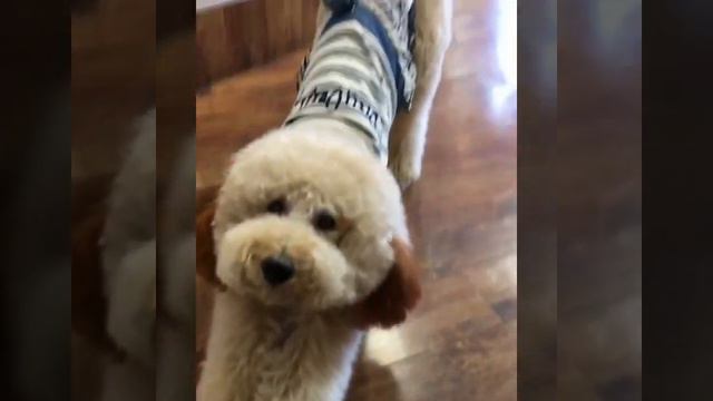 Pudel raksasa, Cute standard poodles смотреть онлайн