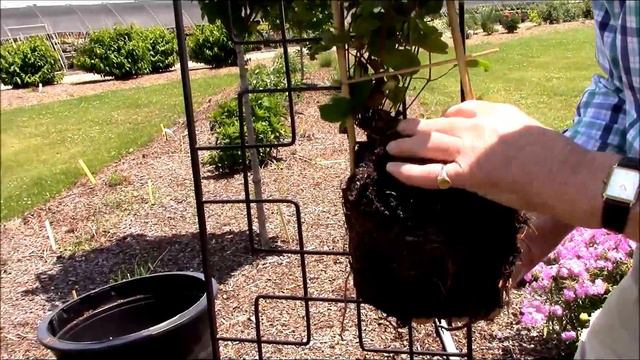 How to Plant Clematis. Raymond Evison visits Overdevest Nurseries & shows the BEST way to plant. смотреть онлайн