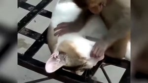 Обезьяна есть обезьяна