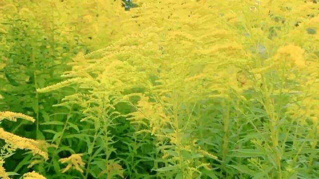 #автономия КАК СОБИРАТЬ СОЮЗНЫЕ И СОГЛАСНЫЕ РАСТЕНИЯ? смотреть онлайн