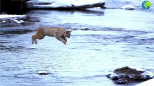 🌍  Jumping lynx in slow motion🐾  Невероятный прыжок рыси ( природа) 30.08.2020