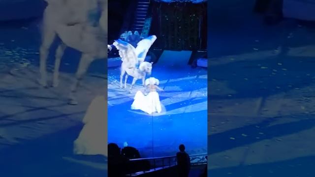 В цирке ооочень красивые белая лошадка с крыльями!!!