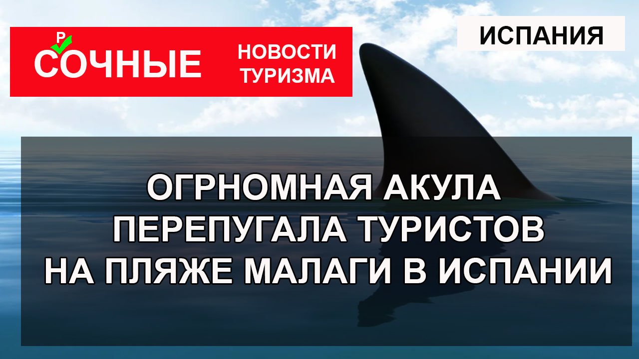 Акула напала на туристов 2023. Нападение акулы в Хургаде 2023. Акула в Египте напала на туриста 2023.