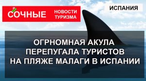 НАПАДЕНИЕ АКУЛ 2023| Огромная акула перепугала туристов на пляже Малаги в Испании