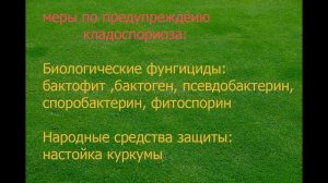 ЛУЧШЕЕ СРЕДСТВО ЗАЩИТЫ ТОМАТОВ ОТ КЛАДОСПОРИОЗА