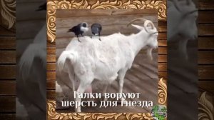 Галки ощипывают козу.