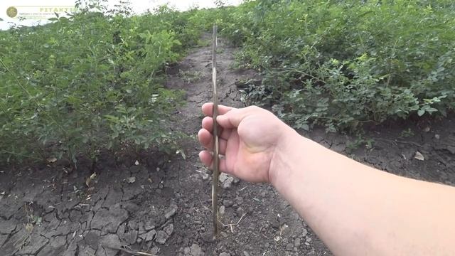 окулировать розы или черенковать!? что лучше? смотреть онлайн