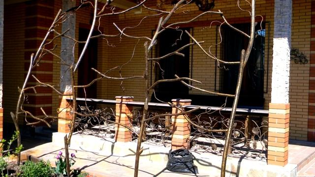 Красивые кованые шпалеры для вьющихся растений, для винограда , ковка из металла смотреть онлайн