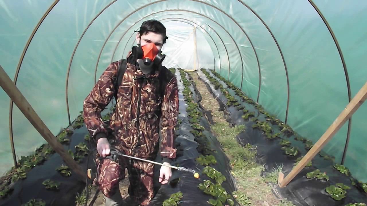 Листовая подкормка клубники.