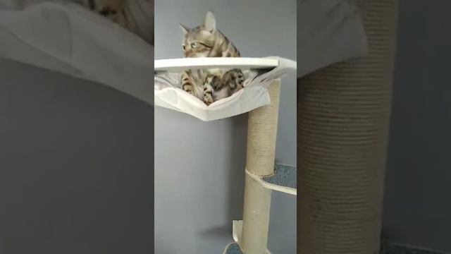 Столб-когтеточка с гамаком. смотреть онлайн