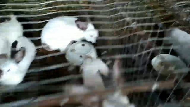 Нипельные поилки для кроликов смотреть онлайн