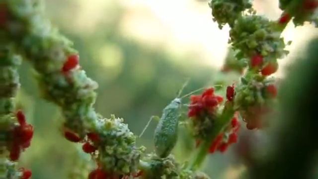 ТЛЯ.красные насекомые.наблюдение смотреть онлайн