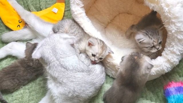 Котята кушают вкусное мамино молоко ? Минуты счастья и тепла смотреть онлайн