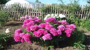 СДЕЛАЙ ЭТО С ПИОНАМИ ВЕСНОЙ  И ЦВЕТКОВ БУДЕТ БОЛЬШЕ ЧЕМ ЛИСТЬЕВ . УХОД ЗА ПИОНАМИ ВЕСНОЙ