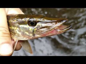 #202 Речка | Елец и щука на микро колебалки | DUO TETRA WORKS REACT 55 | Часть 1|