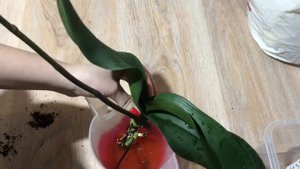 Быстрая реанимация фаленопсиса с плохими корнями
