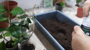 Посадка/пересадка комнатных растений. Состав почвы