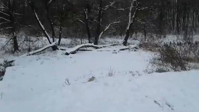 MINI-VLOG : ЗИМНИЙ ЛЕС/САНКИ/ВЕСЕЛУХА!!! смотреть онлайн