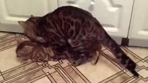 Крутая вязка кошек. Бенгальская порода