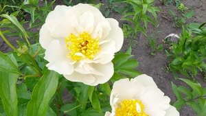 Пион Санни Герл. Цветение молодого куста.Июнь 2022.