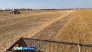 Уборка горчицы завершается на Ставрополье