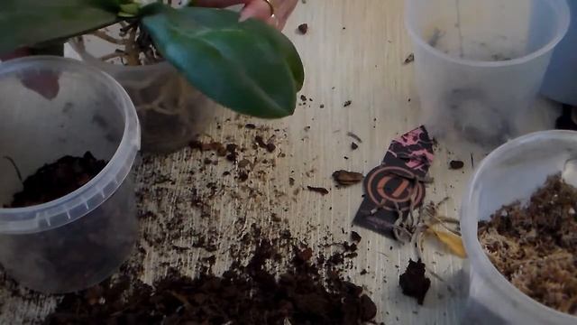 Две орхидеи "А- ля Черная птичка" в одном горшке. Почему я их рассадила? ч. 2 смотреть онлайн