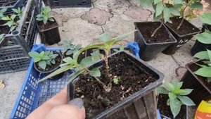 Готовлю черенки метельчатой гортензии к зиме ??Где будут зимовать и пр.